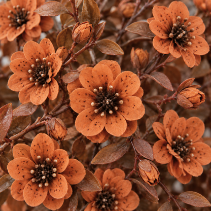 Autumn EverBloom (B1G1)
