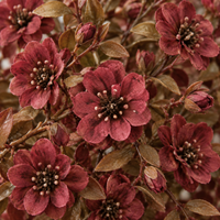 Deep Burgundy