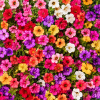 Wildflower Mix