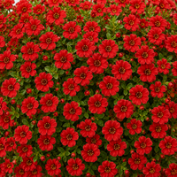 Crimson Red